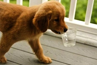 Вода для собаки ‒ важное дело