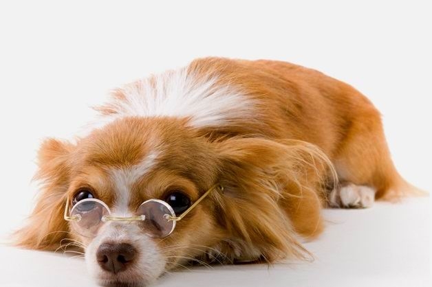 Частые проблемы с глазами у собак