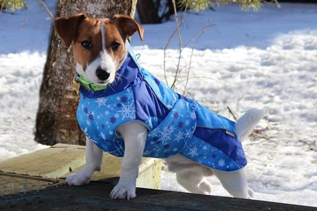 Нужно ли одевать собаку зимой