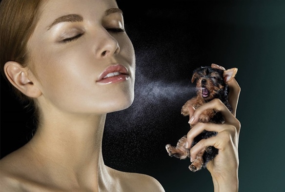 Как устранить специфический запах собаки