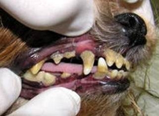 Зубной камень - проблема многих собак.