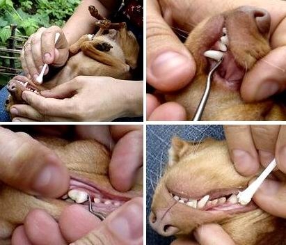 Чистим зубки собачке с помощью 