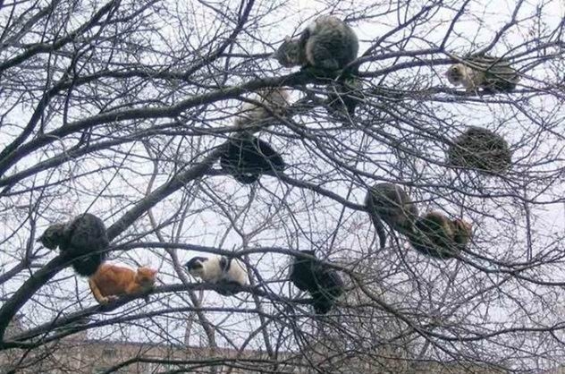 Коты на деревьях