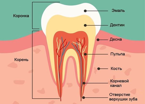 Зуб состоит из трёх основных частей: коронки, шейки и корня.