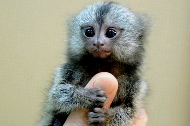 Мармозетка ‒ самая маленькая обезьянка в мире