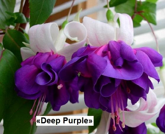 Фуксия «Deep Purple» 