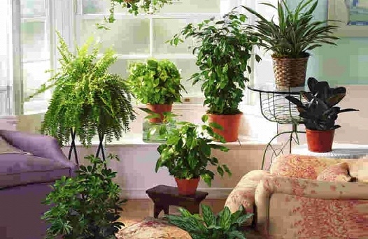 10 комнатных растений для ленивых